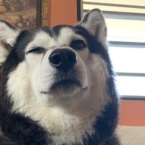 Meet your Posher, Tais